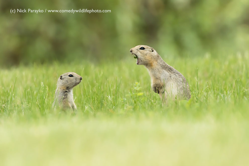 Illustration for article titled Alégrate el día con las fotos finalistas de los Comedy Wildlife Photography Awards